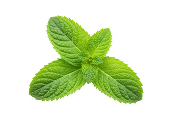 Three fresh mint leaves in a cluster, isolated on white background