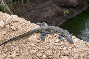 the Varano Arboricola is a species of the Varanidae family native to Australia,