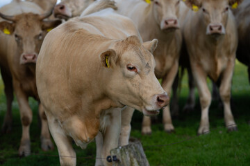 Cow at summer meadow. Cattle in green field. Cow in grassy pasture. Brown Cow close up portrait in the countryside. Cows graze on summer meadow. Rural cows. Cows in a pasture. Cows face closeup.