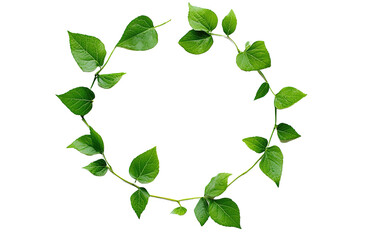 Obraz premium Leaf vine circle on transparent or white background