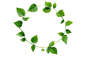 Leaf vine circle on transparent or white background