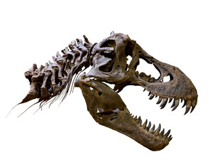 Fossil Bone Skull and Jaws of Tyrannosaurus rex (T-rex). isolated.