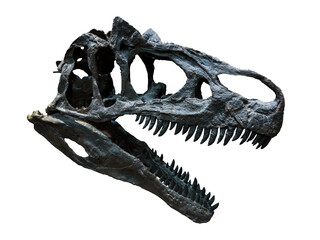 Fossil Bone Skull and Jaws of Dinosaur Raptor. isolated.