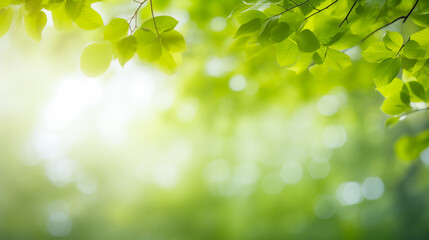 A serene and refreshing close-up of green leaves, basking in natural light, creating a peaceful and calming atmosphere. This image represents nature's beauty and tranquility.