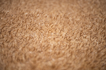 Wheat background. The agriculture. Gold sprouts of wheat in soil. Harvest in farm. Wheat field background. Background and texture for harvest. Background of ripening ears of wheat field.