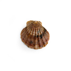 Beautiful marine clam shell on a white isolated background