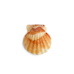 Beautiful marine clam shell on a white isolated background