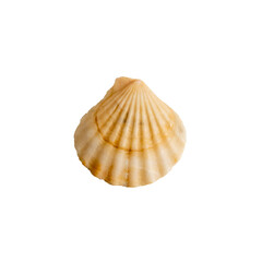 A clam shell on a white isolated background
