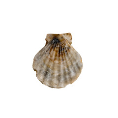 A clam shell on a white isolated background