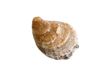 A clam shell on a white isolated background