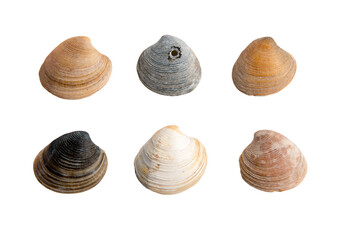 A set of clam shells on a white isolated background