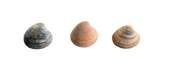 A set of clam shells on a white isolated background