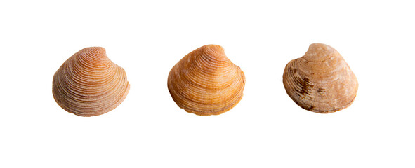 A set of clam shells on a white isolated background