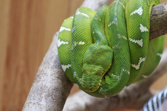 1,보아뱀,에메랄드나무왕뱀,Corallus caninus,보아뱀,동물원,제주도