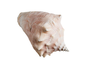 Large sea shell on transparent background