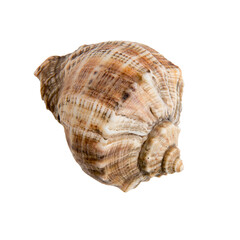 Large sea shell on transparent background