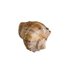 Sea shell on transparent background PNG/PSD