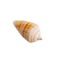 A set of three seashells on a transparent background