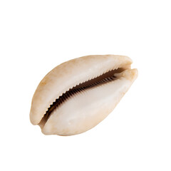 Sea shell on transparent background PNG/PSD