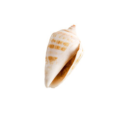 Beautiful marine clam shell on a transparent background