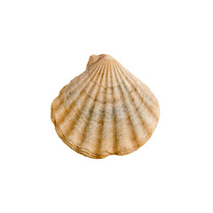 Beautiful marine clam shell on a transparent background