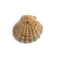 Beautiful marine clam shell on a transparent background