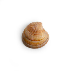 Beautiful marine clam shell on a transparent background