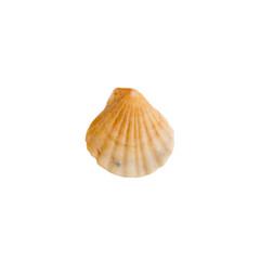Beautiful marine clam shell on a transparent background