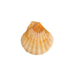 Beautiful marine clam shell on a transparent background
