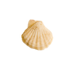 Beautiful marine clam shell on a transparent background