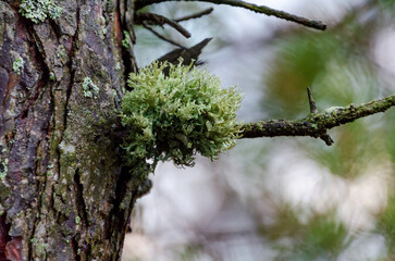 Green lichen growing on a tree branch. Close-up shot, calm mood, natural texture, outdoors, forest setting, ecological concept, detailed focus, highlighting biodiversity, serene perspective.