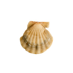 Beautiful marine clam shell on a transparent background