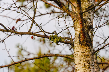 Green lichen growing on a tree branch. Close-up shot, calm mood, natural texture, outdoors, forest setting, ecological concept, detailed focus, highlighting biodiversity, serene perspective.