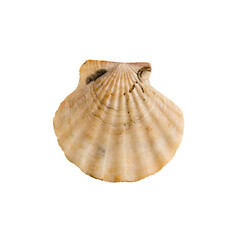 Beautiful marine clam shell on a transparent background