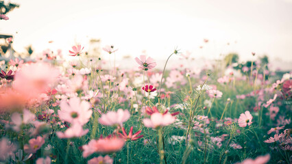 Cosmos flower blossom in garden