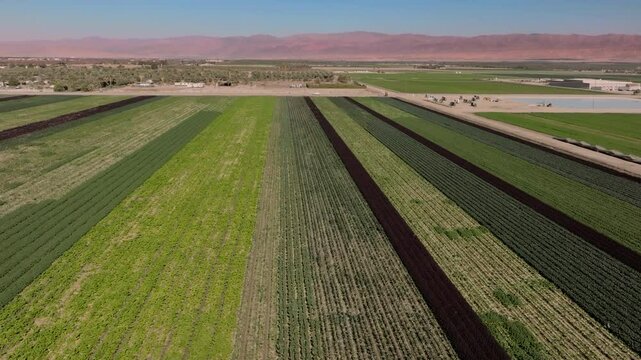 Aerial view of a vegetables growing in a field on a California desert farm