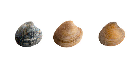 A set of three seashells on a transparent background