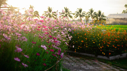 Cosmos flower blossom in garden