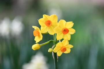 早春のキズイセン（黄水仙）