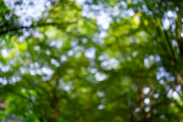 Forest background. Green leaf backdrop. Nature leaf background. Green leaf forest greenery background. Green in forest. Green plants backdrop. Nature leaf on greenery blurred.