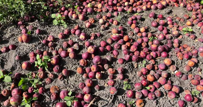 rotten and wormy red apples in the orchard, a large number of red apples fell to the ground in an ecological garden without treating apples with pesticides