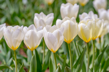 Fototapeta premium Spring flower in tulip field. Colorful vivid tulips in the park. Tulip flowers background. Beautiful flower red tulips in sunlight landscape at spring or summer. Amazing spring nature. Tulips flowers