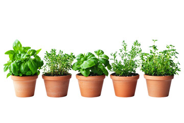 Obraz premium Herb garden display with basil, thyme, oregano, and mint in terracotta pots isolated on transparent background