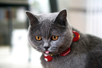 British Shorthair Cat Blue Grey with tongue 