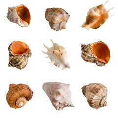set of clam shells on a transparent background