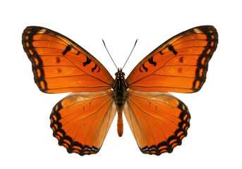 Obraz premium Vibrant orange and black butterfly with detailed wing patterns, isolated on a white background
