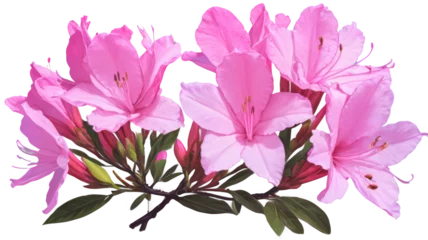 Gordijnen Azalea flowers © designdiary