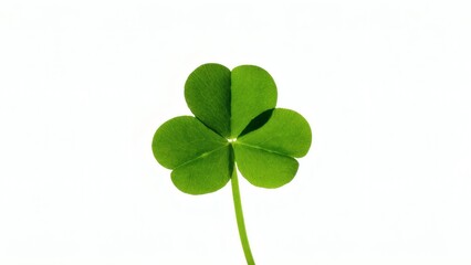 leaf clover isolated on white background