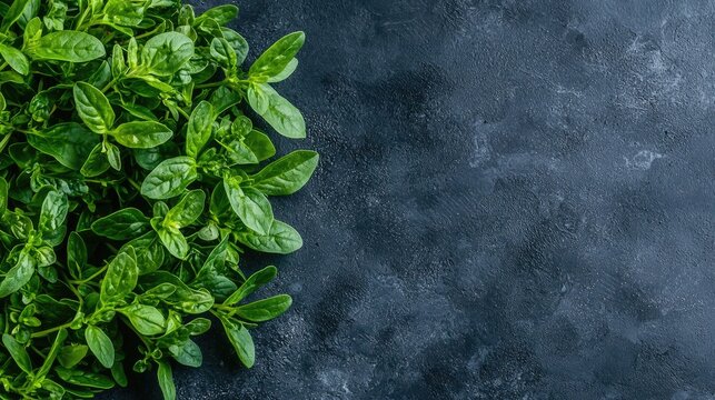 Fresh oregano leaves on dark background, food blog use