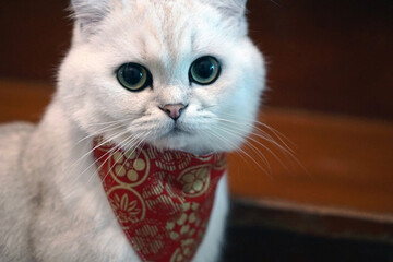 Fototapeta premium portrait of British Shorthair Cat Silver Shaded with accessory